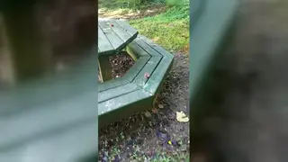 Ebony Teen Takes Her First Outdoor Encounter