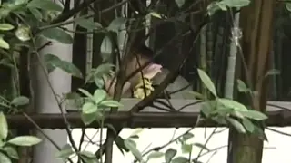 Japanese MILF Enjoys Outdoor Doggystyle and Missionary