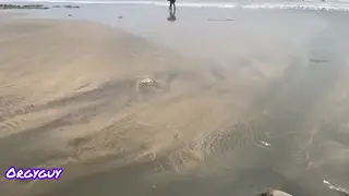 Ebony Women Share Passionate Lesbian Orgy on Sandy Beach