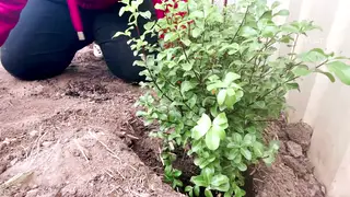 Indian Housewife Flaunts Curves in Garden Lingerie