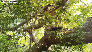 Latina BBW Takes Two Cocks in Anal Gangbang
