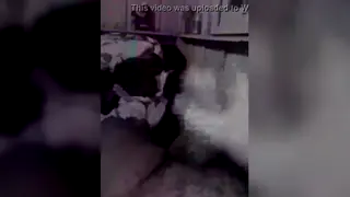 Amateur Clip Captures Brief Spontaneous Encounter