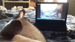 Solo Guy Strokes While Watching Adult Clips