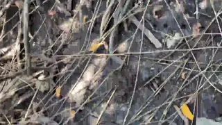 Asian Teen Takes Creampie During Outdoor POV Sex