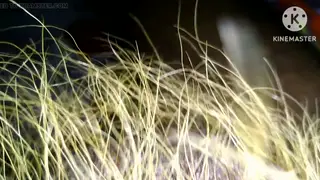 Asian Husband Trims His Pubic Hair on Camera