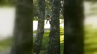 Amateur Guy Captures Spontaneous Encounter on Camera
