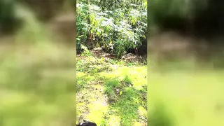 Voluptuous Brunette Gets Pounded Doggystyle Against Massive Tree