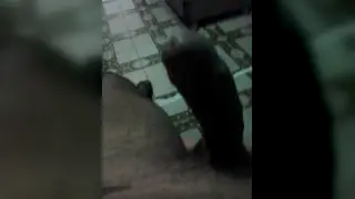 Amateur Man Handles His Erection in Private Clip