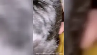 Latino Student Sucks Hairy Driver in Parked Car and Swallows
