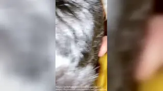 Hairy Latino Student Swallows Cum in Car