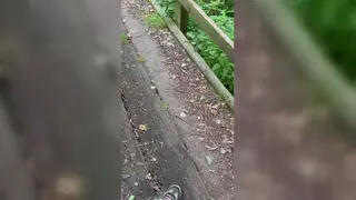 Latino Bear Seduces Married Man During Forest Encounter