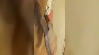 Straight Barber Jerks Off Until He Cums on Camera