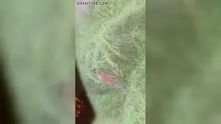 Guy Strokes Himself While Watching Women in Daylight
