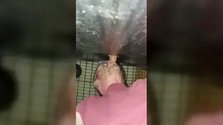 Mature Man Takes a Blowjob and Bareback Load at Gloryhole
