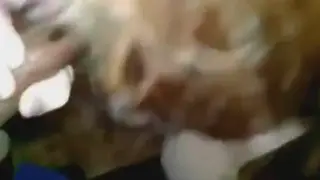 Married Woman Takes BBC Deep in Anal Session