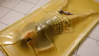 Cosplay Performer Vibrates Inside Vacuum Bed