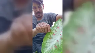 Amateur Guy Works a Blowjob with Eager Rhythm