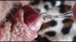 Close-Up Oral Focus on a Sensitive Clit