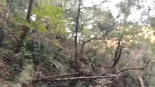 Indian Couple Fucks Outdoors in Jungle Setting