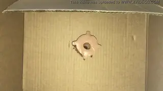 Young Amateur Unloads Massive Cumshot Through Gloryhole
