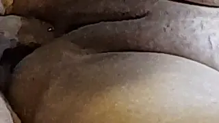 Brazilian Wife Takes Anal From Husband in Homemade Clip