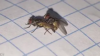 Voluptuous Pair Engages in Anal Mating Ritual