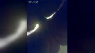 Hairy Bear Pounds Chub Bareback Until Climax