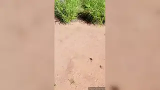 Voluptuous BBW Latina Squats and Pisses Roadside