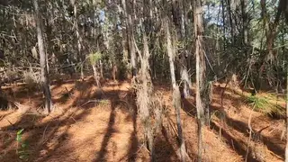 Inked Latina Sucks Cock in a Forest Car Stop