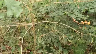 Busty Submissive Humiliated and Spanked in Woods