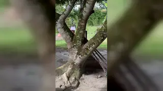 Curvy Latina Neighbor Swallows Milk Outdoors Before Husband Returns