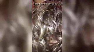 Teen Takes BBC Deep in Interracial Blowjob
