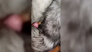 Mature Uncut Hunk Explores Fur Fetish Solo