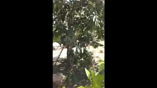 Middle Eastern Bear Displays Cock Outdoors