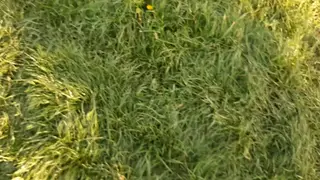 Brunette Neighbour Returns Flowers with POV Oral Bliss