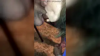 Indian MILF Milks Husband Dry After Heated Blowjob