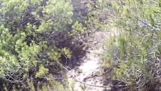 Amateur Guys Share Outdoor Blowjob Session