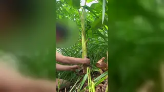 Asian Twink Climaxes Outdoors in Public Spot