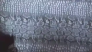 Voluptuous MILF in Stockings Takes Two Cocks for Double Penetration
