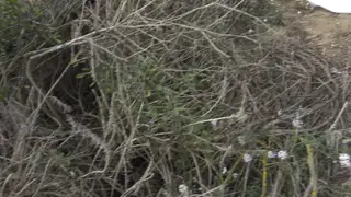 Busty Stepmom Shows Stepson Her Hairy Pussy Up Close