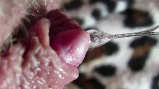 Extreme Close-Up Captures Throbbing Clit Orgasm