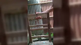Asian Indian Stud Shaves His Balls and Plays with Toys