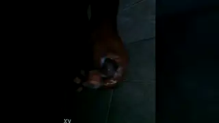 Amateur Guy Strokes Hard Cock in Quick Handjob Clip