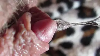 Close-Up Oral Session Ends in Real Orgasm