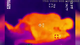 Thermal Cameras Capture a Steamy Shower Blowjob