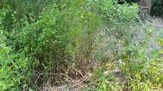 Cruising Forest Encounter Turns Public Bareback Spectacle