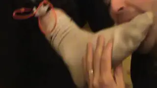 Submissive Guy Offers Oral Service to Dominant Partner