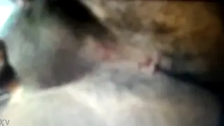 Amateur Groom Strokes Hard Cock Before Wedding Night