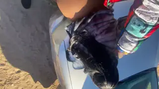 Petite Ebony Teen Fucked Doggystyle in a Car