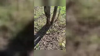Latino Twink Cruises Woods for Raw Bear Encounter